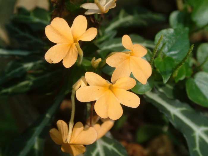 硬尖鸟尾Crossandra pungens 硬尖鸟尾Crossandra pungens