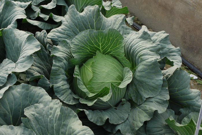甘蓝Brassica oleracea var. capitata 甘蓝Brassica oleracea var. capitata