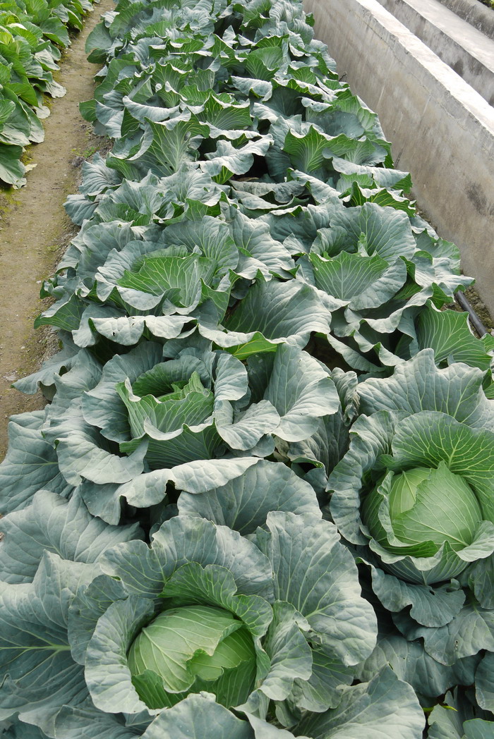 甘蓝Brassica oleracea var. capitata 甘蓝Brassica oleracea var. capitata
