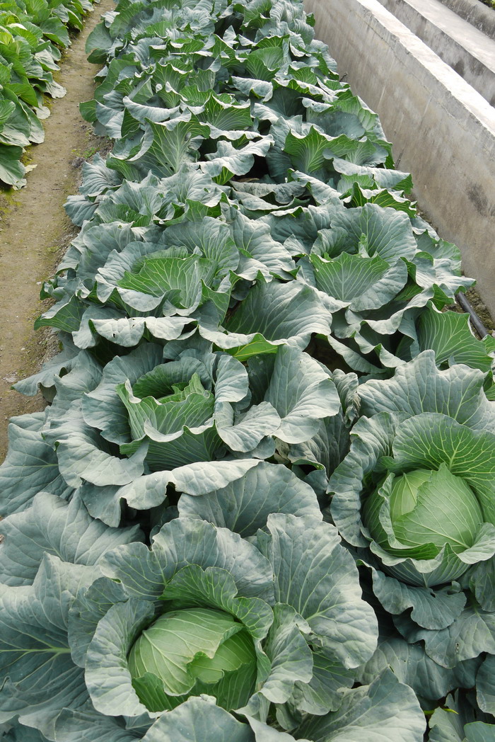 甘蓝Brassica oleracea var. capitata