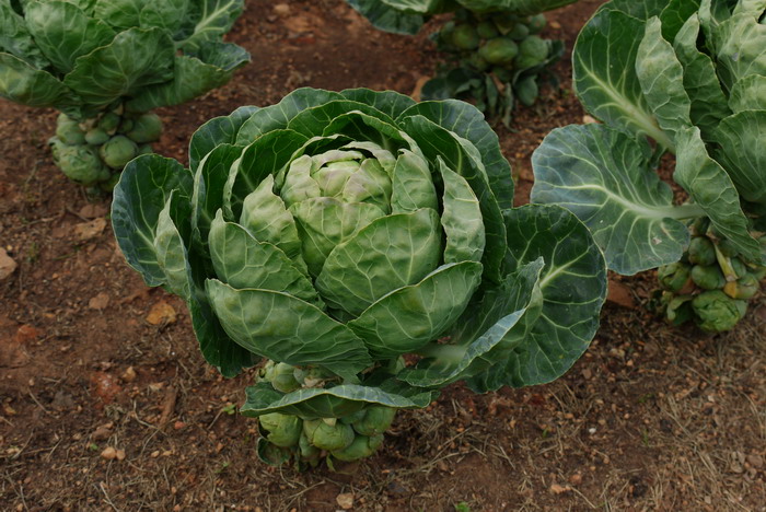 抱子甘蓝Brassica oleracea var. gemmifera 抱子甘蓝Brassica oleracea var. gemmifera