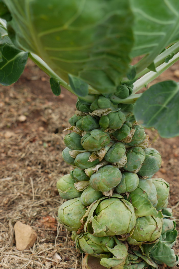 抱子甘蓝Brassica oleracea var. gemmifera 抱子甘蓝Brassica oleracea var. gemmifera