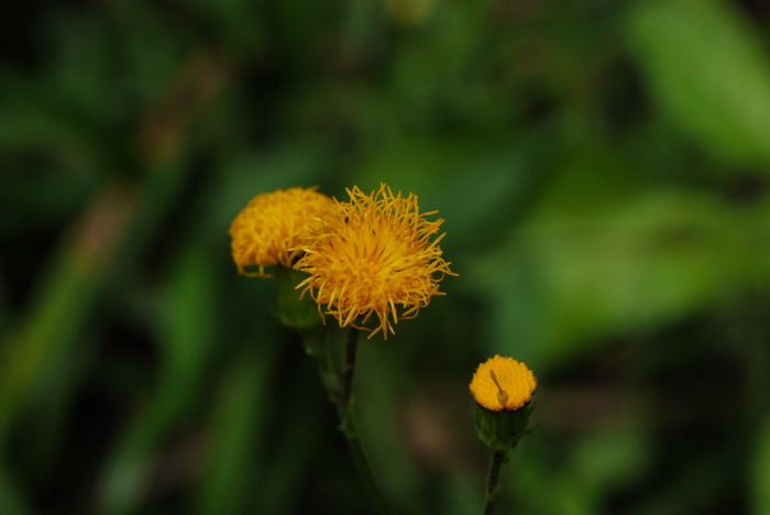 白子菜Gynura divaricata