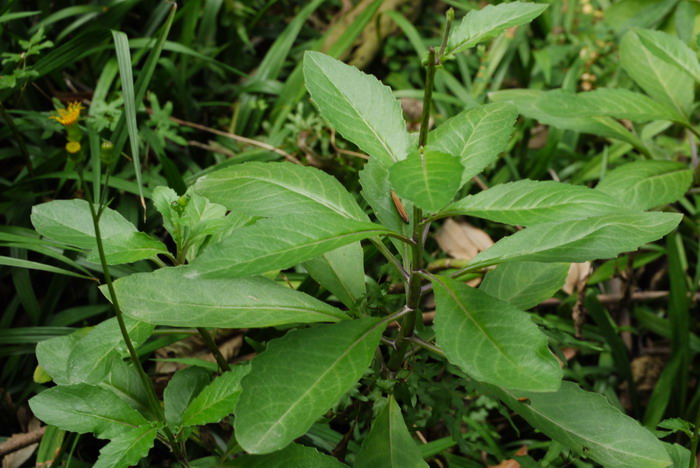 白子菜Gynura divaricata