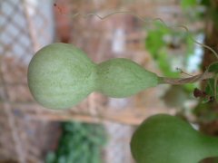 小葫芦Lagenaria siceraria var. microcarpa