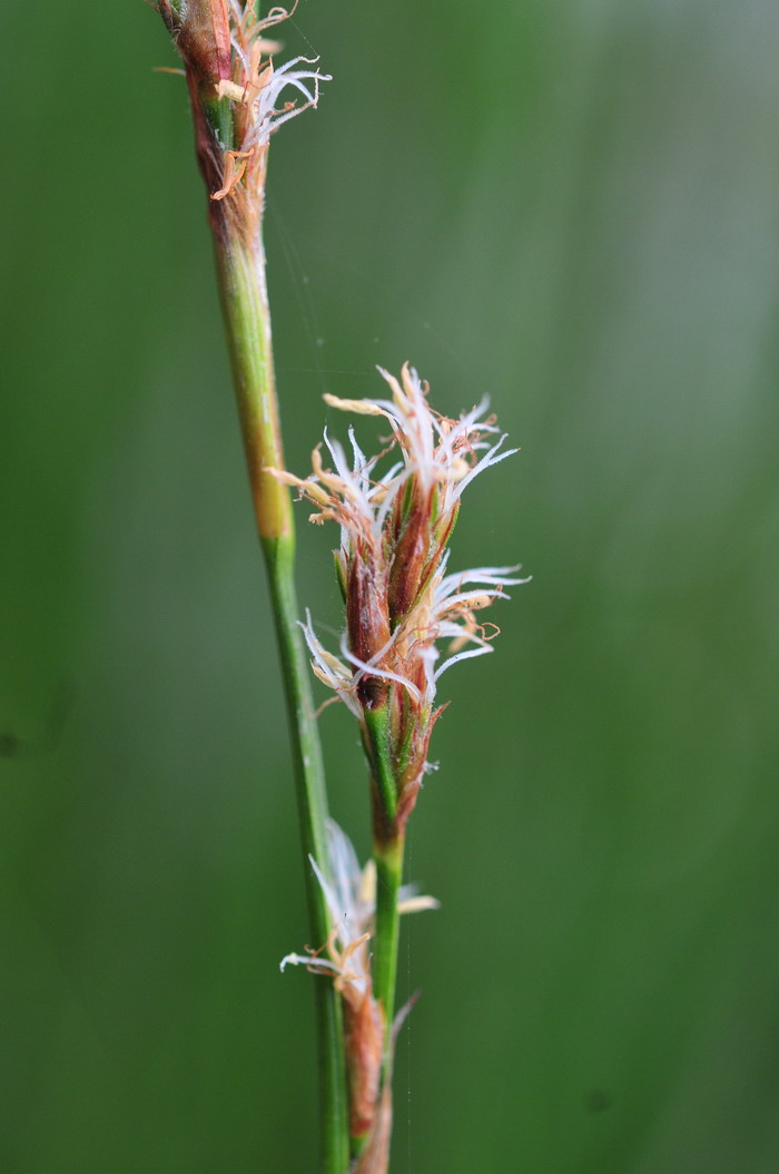 长穗赤箭莎Schoenus calostachyus 长穗赤箭莎Schoenus calostachyus