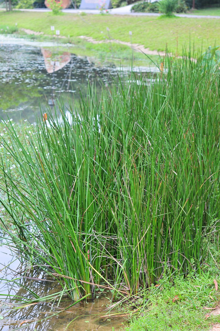 长穗赤箭莎Schoenus calostachyus 长穗赤箭莎Schoenus calostachyus