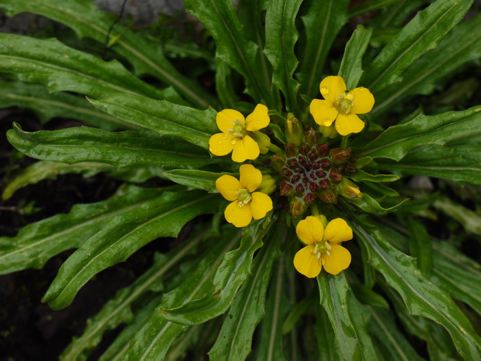 无茎糖芥Erysimum handel-mazzettii