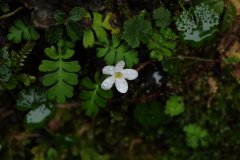 幌菊Ellisiophyllum pinnatum