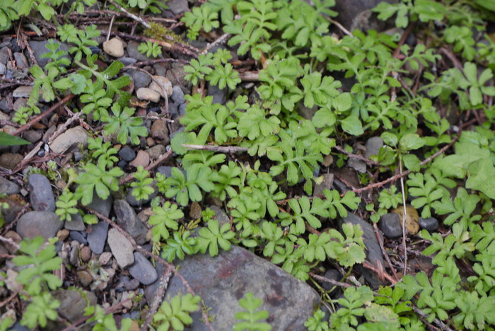 幌菊Ellisiophyllum pinnatum 幌菊Ellisiophyllum pinnatum