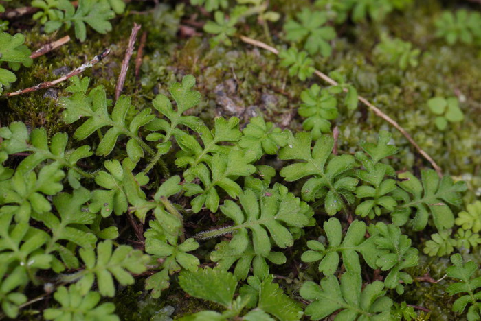 幌菊Ellisiophyllum pinnatum 幌菊Ellisiophyllum pinnatum