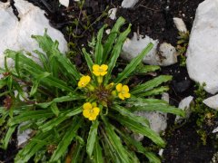 无茎糖芥Erysimum handel-mazzettii