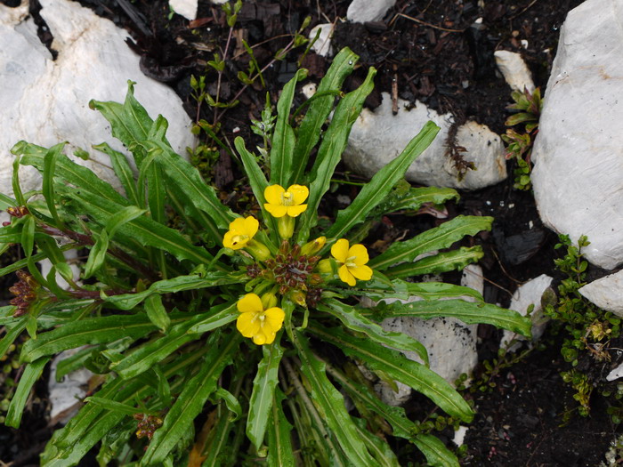 无茎糖芥Erysimum handel-mazzettii 无茎糖芥Erysimum handel-mazzettii
