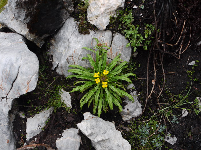 无茎糖芥Erysimum handel-mazzettii