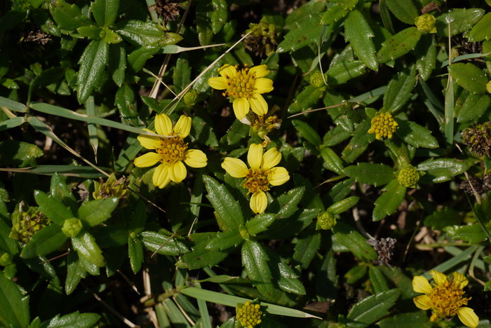 卤地菊Melanthera prostrata 卤地菊Melanthera prostrata