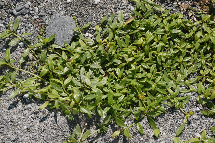 卤地菊Melanthera prostrata 卤地菊Melanthera prostrata