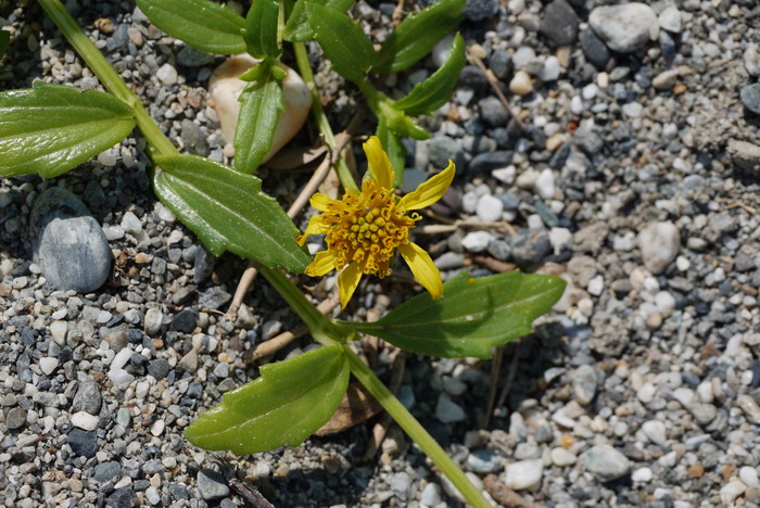 卤地菊Melanthera prostrata 卤地菊Melanthera prostrata