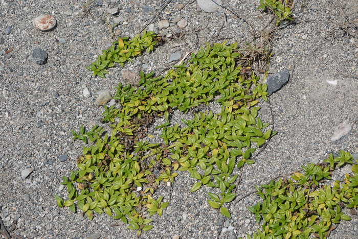 卤地菊Melanthera prostrata 卤地菊Melanthera prostrata