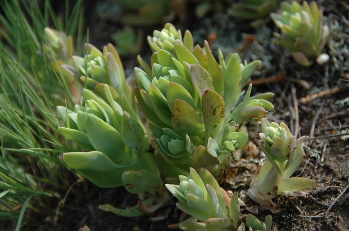 纯叶瓦松Orostachys malacophylla 纯叶瓦松Orostachys malacophylla