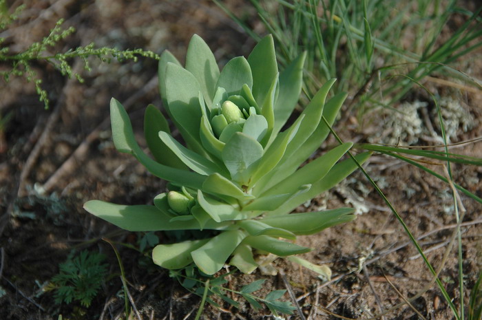 纯叶瓦松Orostachys malacophylla 纯叶瓦松Orostachys malacophylla