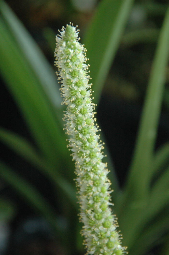 纯叶瓦松Orostachys malacophylla