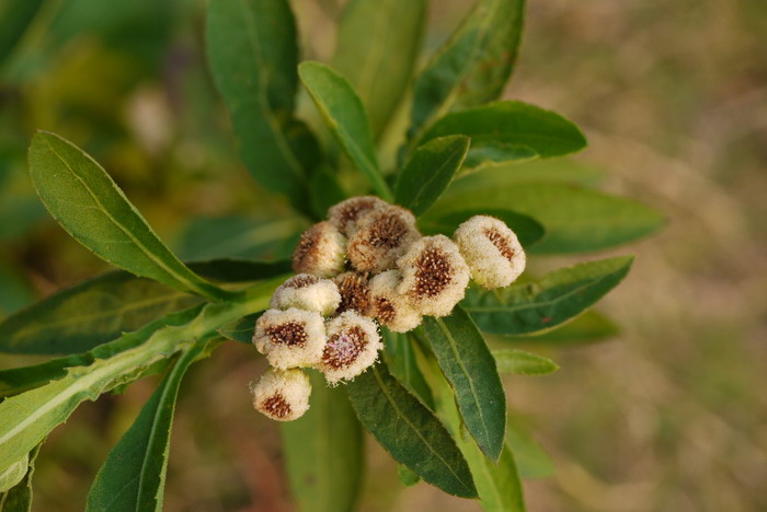 翼茎阔苞菊Pluchea sagittalis 翼茎阔苞菊Pluchea sagittalis