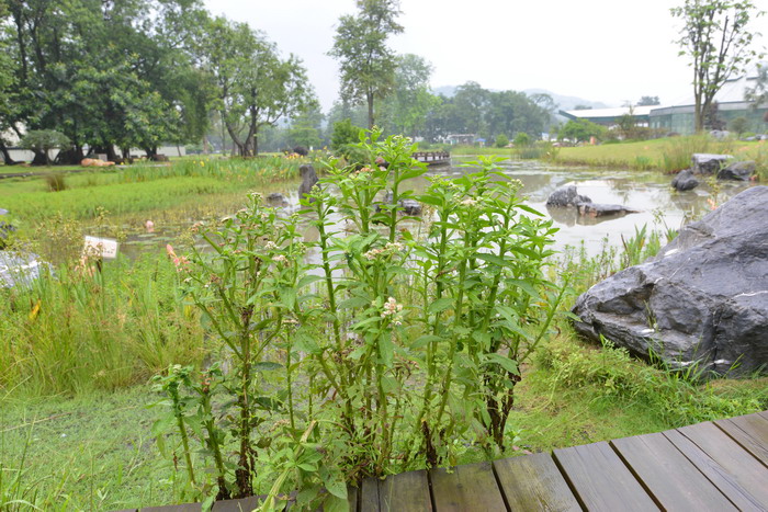 翼茎阔苞菊Pluchea sagittalis 翼茎阔苞菊Pluchea sagittalis