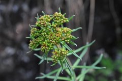 狭叶红景天Rhodiola kirilowii