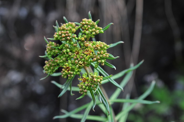 狭叶红景天Rhodiola kirilowii 狭叶红景天Rhodiola kirilowii