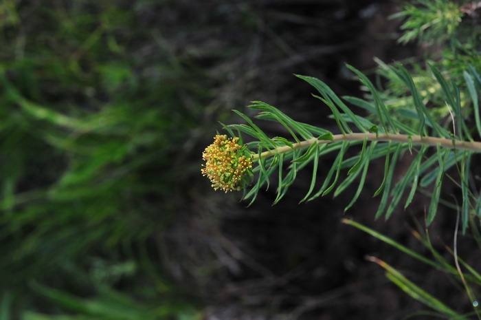 狭叶红景天Rhodiola kirilowii 狭叶红景天Rhodiola kirilowii
