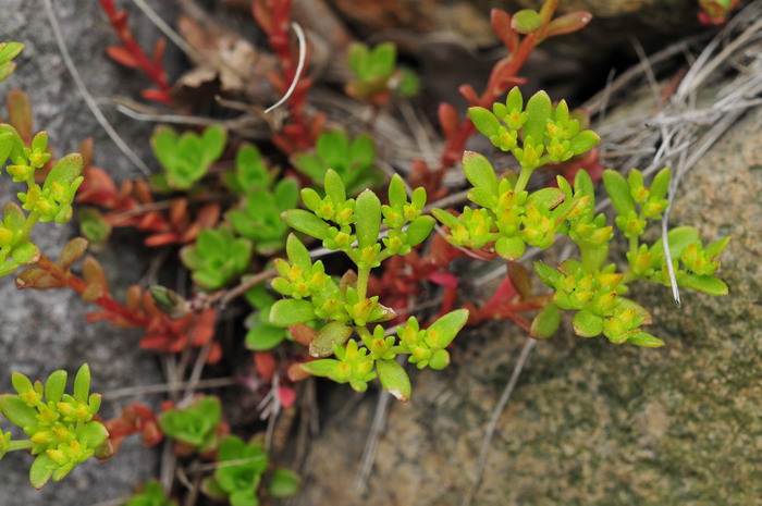 东南景天Sedum alfredii 东南景天Sedum alfredii