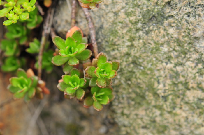 东南景天Sedum alfredii 东南景天Sedum alfredii