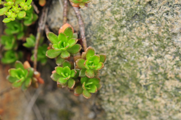 东南景天Sedum alfredii