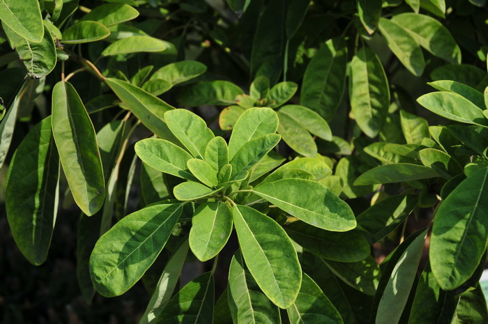 牛耳枫Daphniphyllum calycinum 牛耳枫Daphniphyllum calycinum
