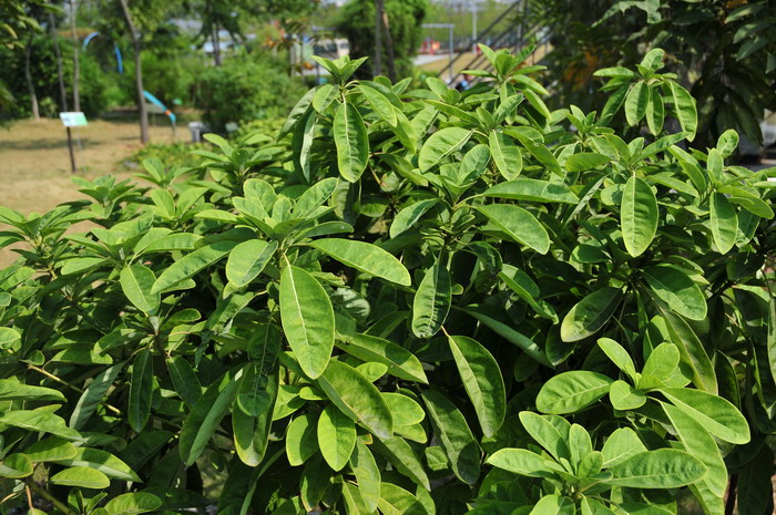 牛耳枫Daphniphyllum calycinum