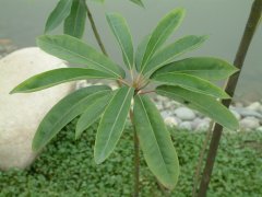 交让木Daphniphyllum macropodum