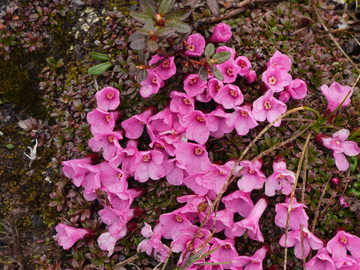 红花岩梅Diapensia purpurea 红花岩梅Diapensia purpurea