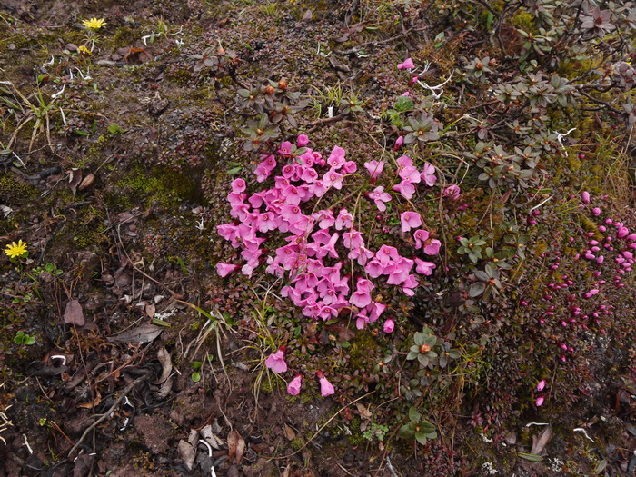 红花岩梅Diapensia purpurea 红花岩梅Diapensia purpurea