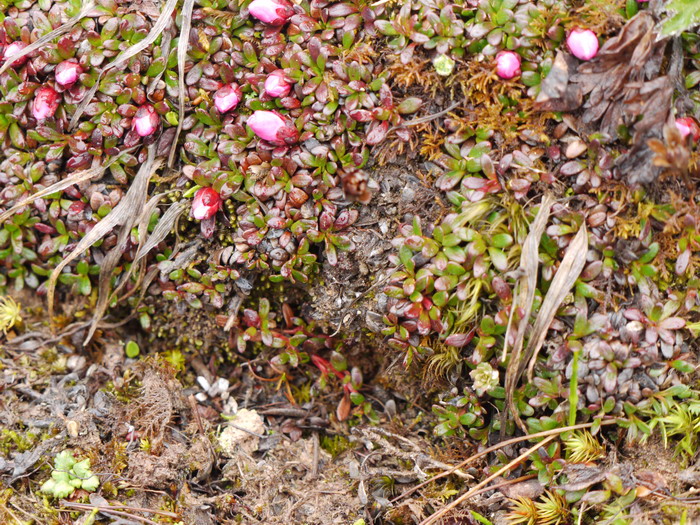 红花岩梅Diapensia purpurea 红花岩梅Diapensia purpurea