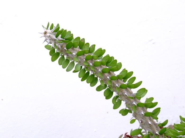 亚龙木Alluaudia procera 亚龙木Alluaudia procera