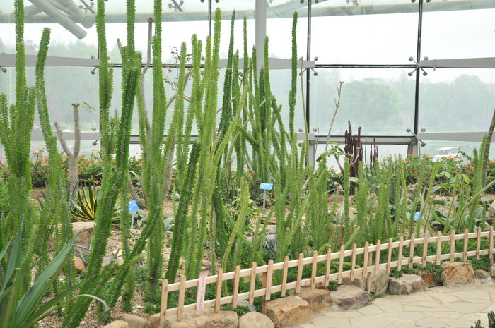 亚龙木Alluaudia procera 亚龙木Alluaudia procera