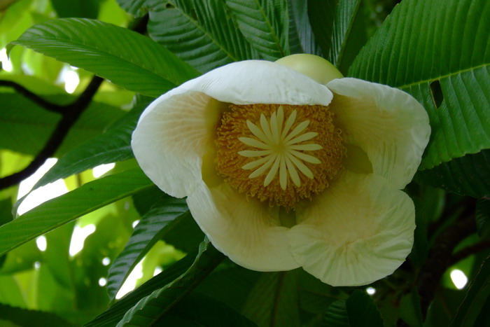 五桠果Dillenia indica 五桠果Dillenia indica
