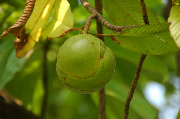 五桠果Dillenia indica 五桠果Dillenia indica