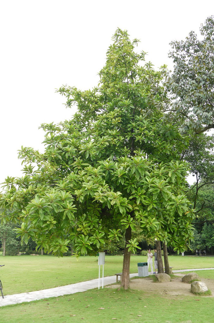 五桠果Dillenia indica 五桠果Dillenia indica