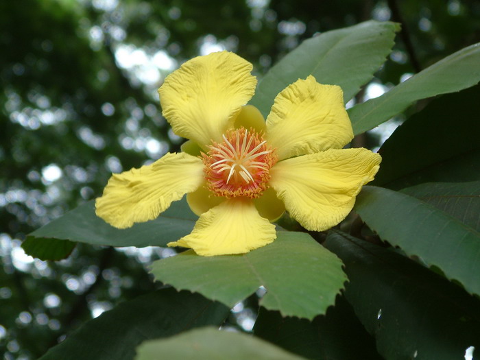 大花五桠果Dillenia turbinata