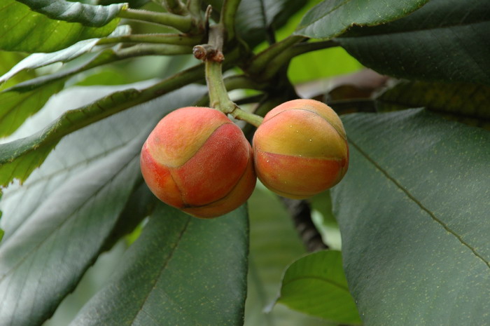 大花五桠果Dillenia turbinata 大花五桠果Dillenia turbinata