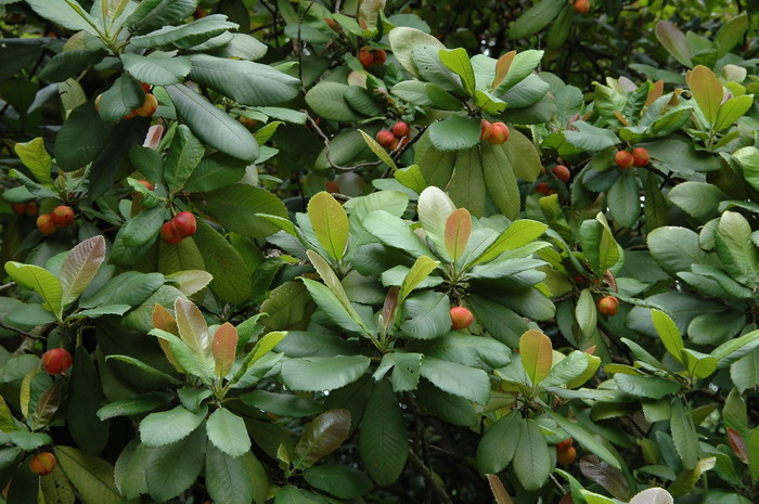 大花五桠果Dillenia turbinata 大花五桠果Dillenia turbinata