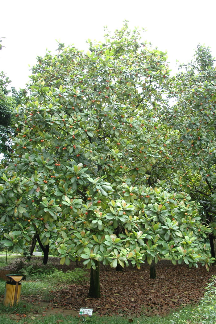 大花五桠果Dillenia turbinata 大花五桠果Dillenia turbinata