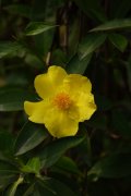 束蕊花Hibbertia scandens