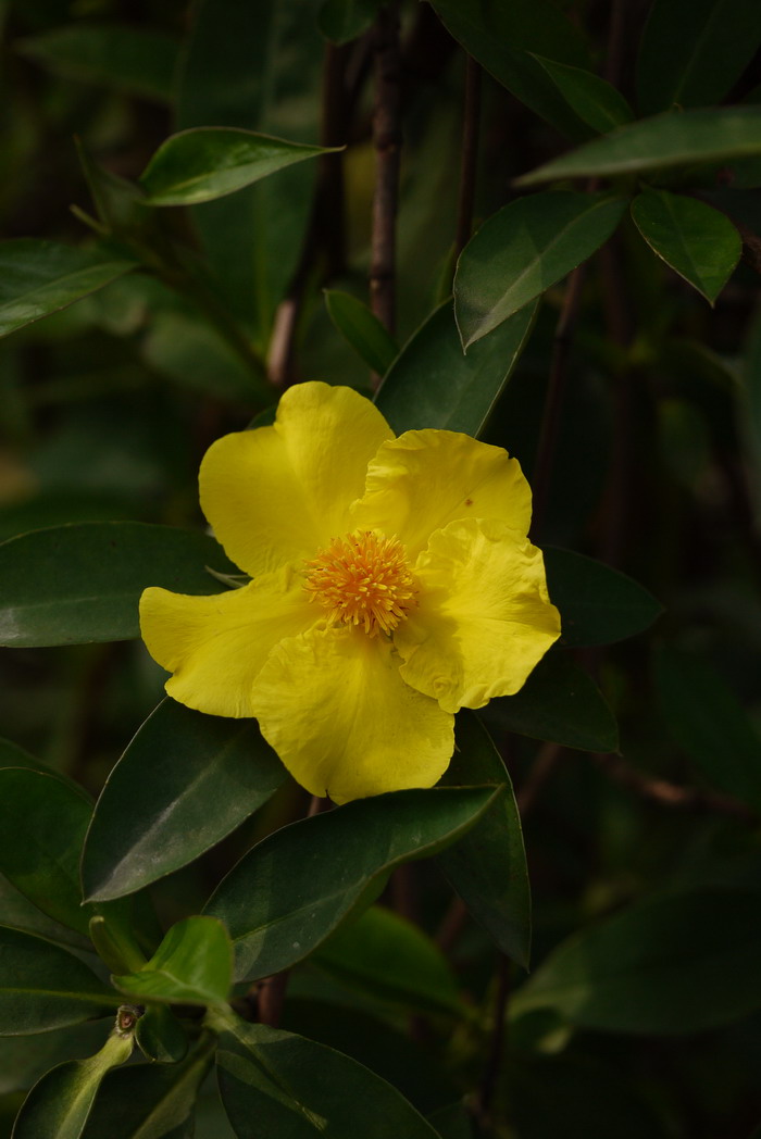 束蕊花Hibbertia scandens 束蕊花Hibbertia scandens
